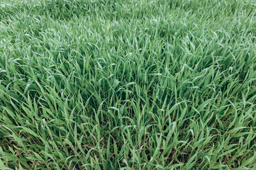 Obraz premium Background made of fresh green grass. Creative and moody color of the picture.