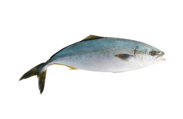Big yellowtail amberjack fish, Seriola lalandi, isolated on white background