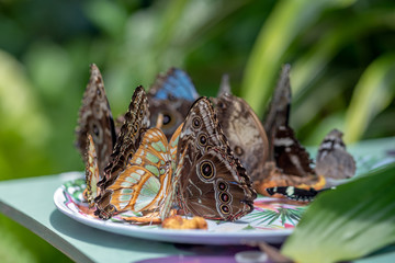 Papillons exotiques dans une serre tropicale © bios48