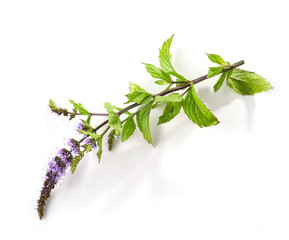 blooming mint flower © Mara Zemgaliete