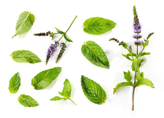 fresh mint leaves and blooming mint flower © Mara Zemgaliete