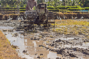 plows machine - Walking Tractor with green rice farm at sunny day