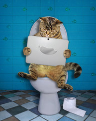 The funny cat  is sitting on the toilet bowl and staring at its laptop in the bathroom.