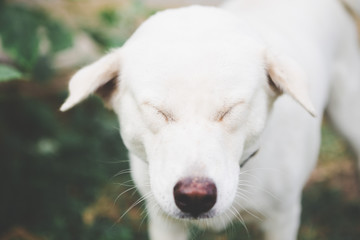 Obraz premium Cute White dog playing on the grass