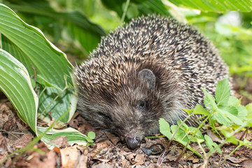 Hedgehog In the green grass. Erinaceus Europaeus