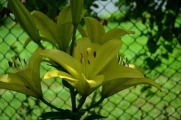 Fototapeta premium Beautiful yellow lily flowers in the garden