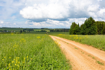 Rural road that goes through green meadows and fields. Sunny summer day