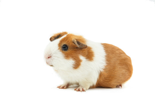 Guinea pig isolated on white