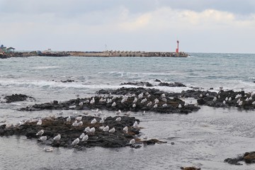 seagulls on breakwater