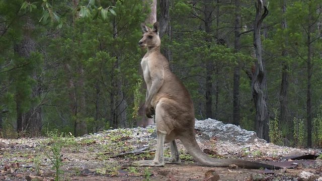 Handheld, panning, close up shot of a kangaroo standing tall.