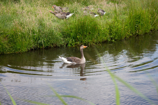 Proud goose swims in river with green banks. Geese resting in summer meadow and swimming in lake. Waterfowl concept. Birds concept. Rural landscape with wild birds. Simming goose. 