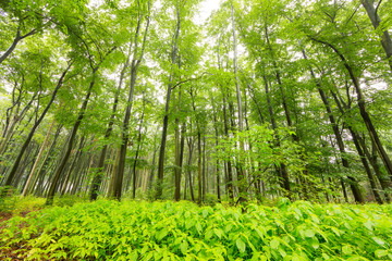 Impressive tall trees and lots of vegetation deep in the forest during a foggy day