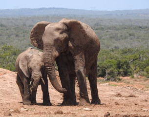 Fototapeta na wymiar Elephant mother and child