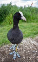Coot in grass looking at camera. Eurasian coot on farm. Waterfowl in park. Birds concept. Wild nature concept. Ornithology background. Black bird with white head portrait.
