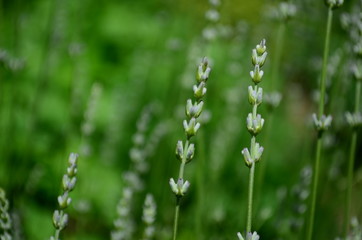 Summer season in Provence - fresh lavanda flowers at pastel colors of ultraviolet tone.