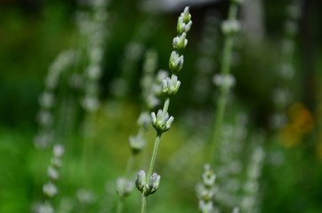 Summer season in Provence - fresh lavanda flowers at pastel colors of ultraviolet tone.