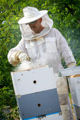 Beekeeper Controlling Colony And Bees