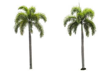 Palm trees on a separate white background