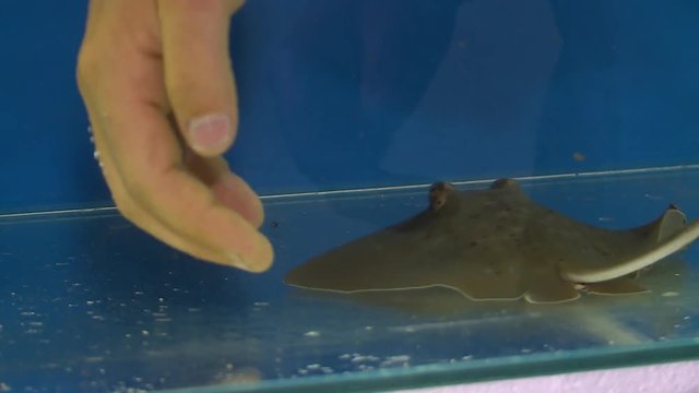 Handheld, close up shot of a small stingray moving away from a hand.