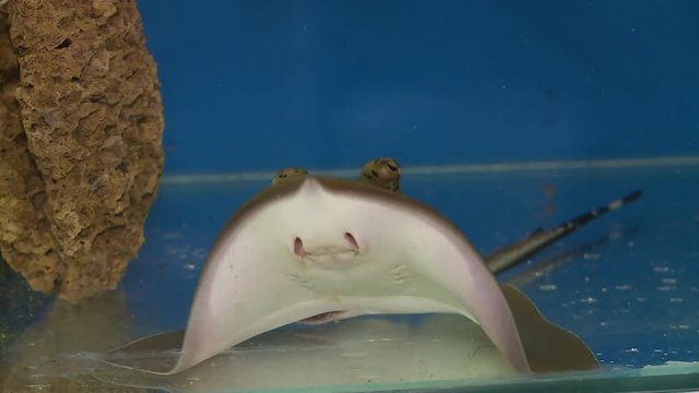 Handheld, close up shot of a stingray swimming up a glass wall and breaching the surface of the water.
