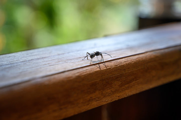 ant walk on the fence