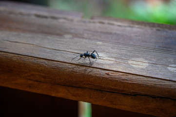 ant walk on the fence