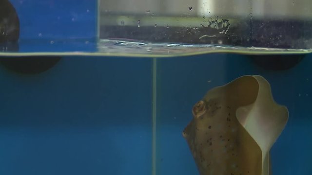 Handheld, close up shot of a stingray swimming up a glass wall and breaching the surface of the water.