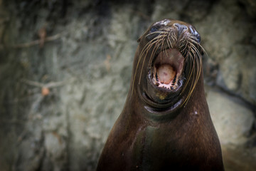 Fototapeta premium sea lion