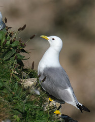 Kittiwake gull nesting on shear chalk cliffs of east Yorkshire, UK.