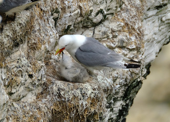 Kittiwake nesting on high chalk sea cliffs in east Yorkshire. UK.