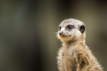 meerkat