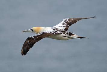 Young Gannet in flight over north sea, UK.
