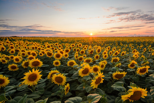 Field of blooming sunflowers at sunset