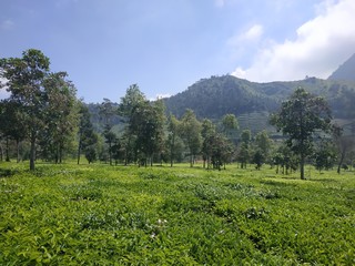 Beautiful natural landscape daytime outdoor nature background blue sky