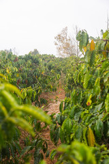 Coffee Plantations Vietnam