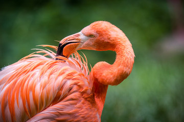 pink flamingo
