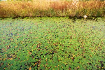 autumn leaves on green grass