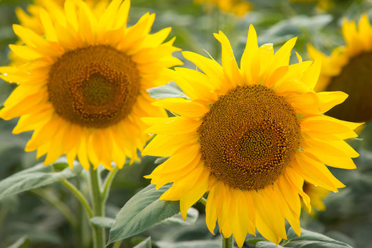 Close-up picture of two beautiful sunflowers in field
