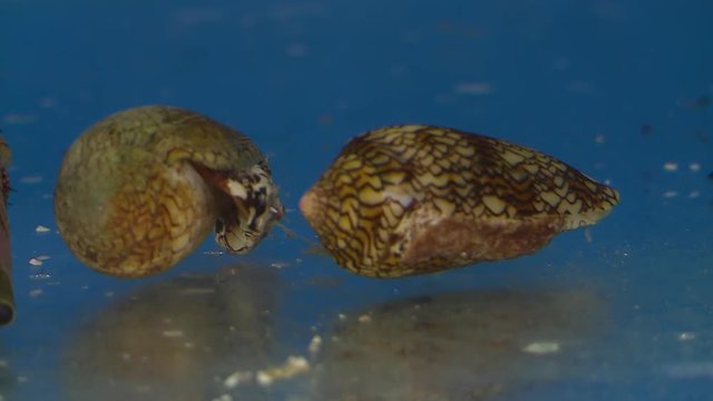 Steady, medium close up shot of two cone shells in an aquarium.