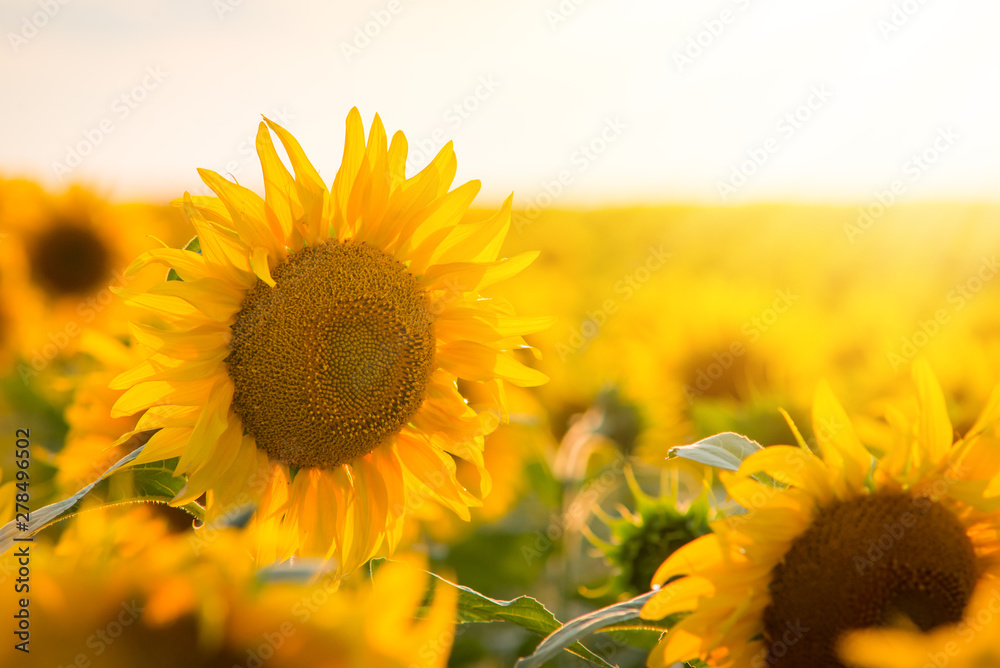 Sticker Sunflower field with one tall plant that is higher than other ones. Beautiful landscape of sunflowers against sunset