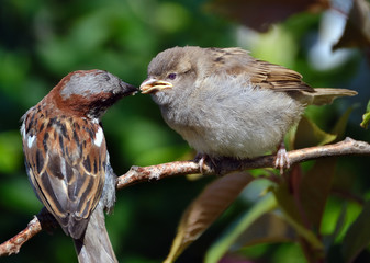 Baby Sparrow being fed by adult in tree.