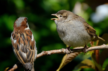 Baby Sparrow being fed by adult in tree.