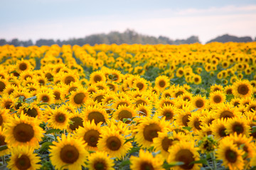 Big field of blooming sunflower growing in rows in farm`s field