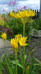 Fototapeta premium yellow flowers in the garden