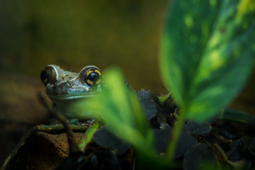 frog