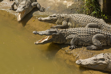 Obraz premium Crocodile Farm Vietnam