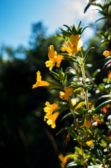 Orange Wildflowers of Pacific California