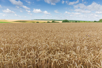 Field of the ripe wheat against the sky and forest