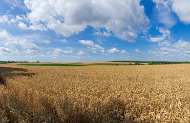 Panorama of the wheat field against the sky with clouds