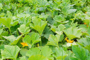 Fragment of the vegetable marrow plantation with stems, leaves, flowers